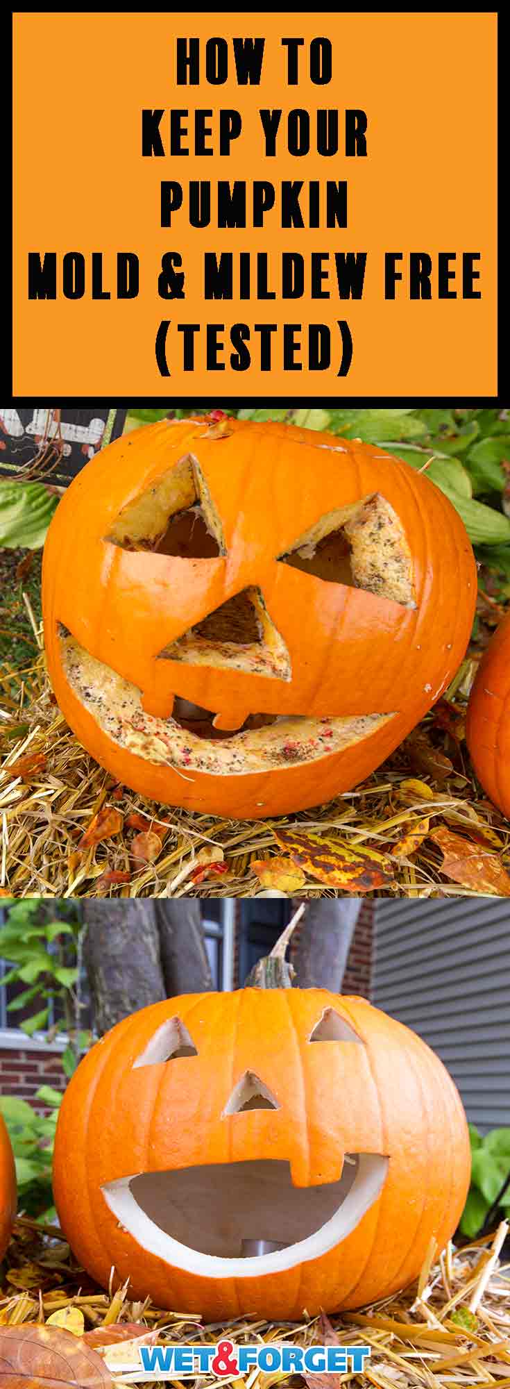 Ask Wet & See the Best Pumpkin Preservation Trick Ask Wet &