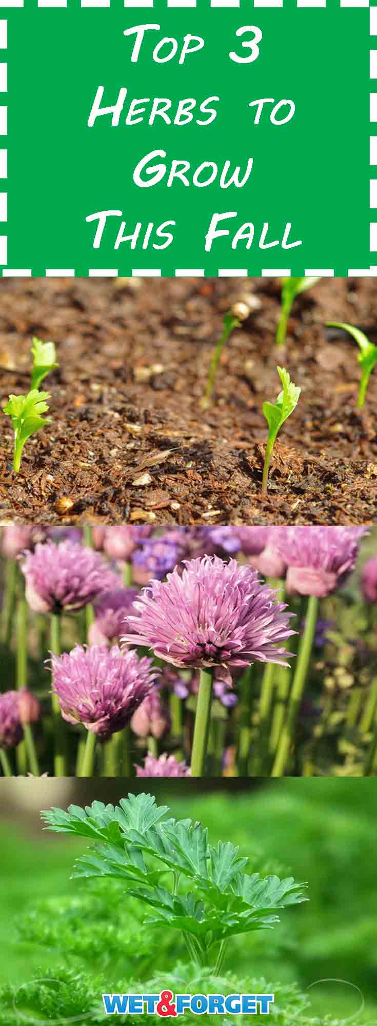 Ask Wet & Growing Herbs in the Fall Ask Wet & Ask Wet & Growing Herbs in the Fall Ask Wet &
