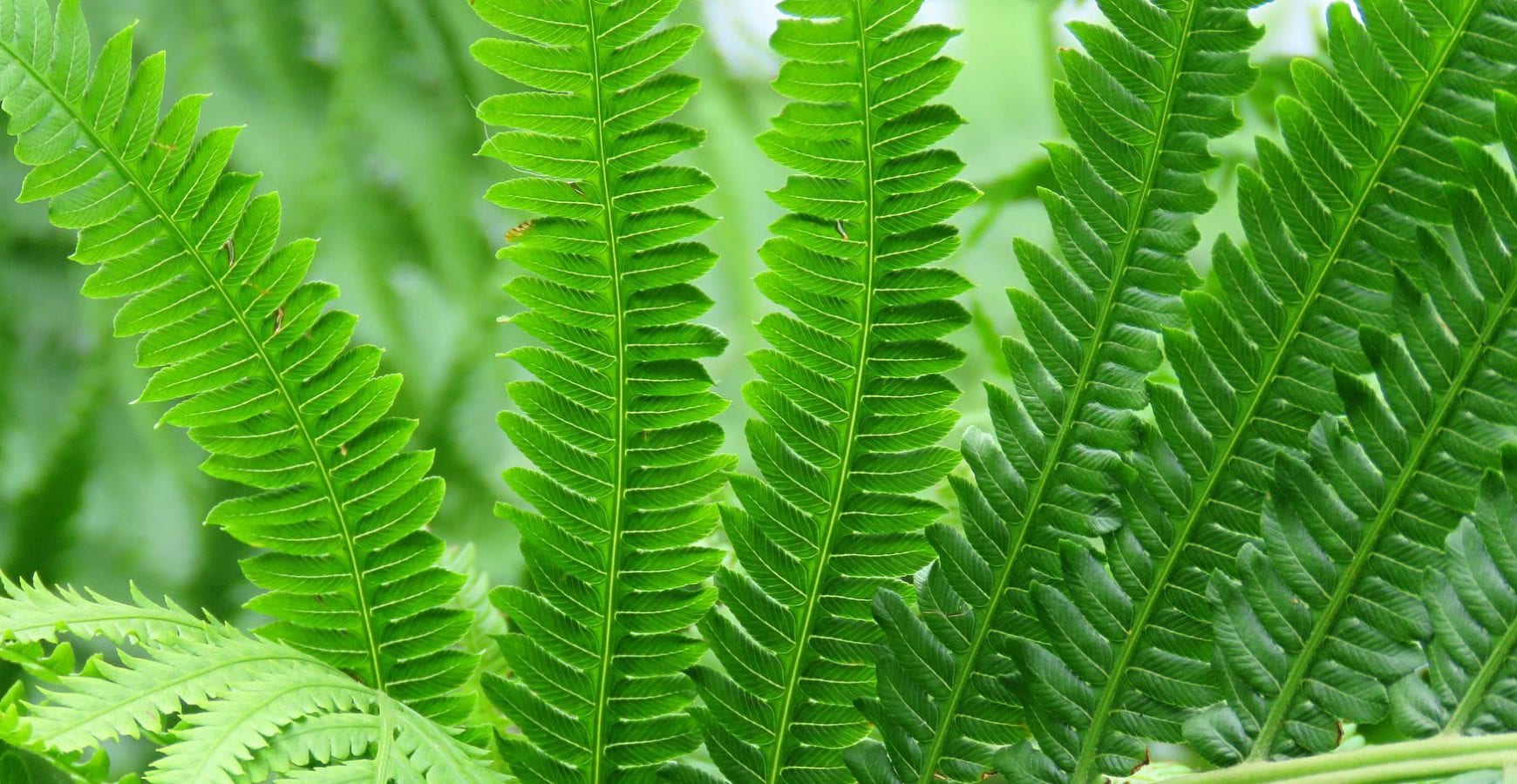 Ask Wet & Grow Ferns Indoors A Quick Guide to Adding Greenery