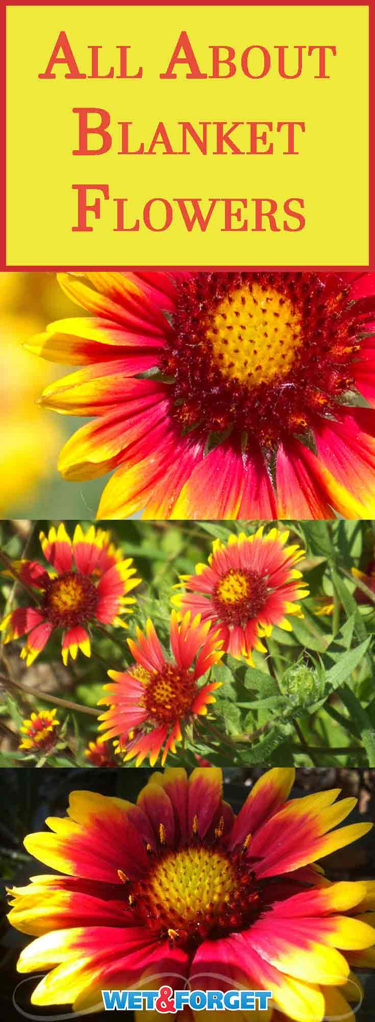 Meet the blanket flower! This colorful beauty is hardy almost anywhere in the U.S. and is extremely low maintenance. This no-fuss perennial even blooms the first year out, so you can start enjoying it right away. Read on to learn more about this carefree firecracker!