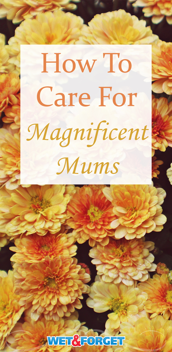 Thinking about growing some fall flowers? Consider this your go-to guide for growing and caring for magnificent mums. 
