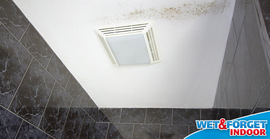 Wet & Forget Simple Solutions For Indoor Mold