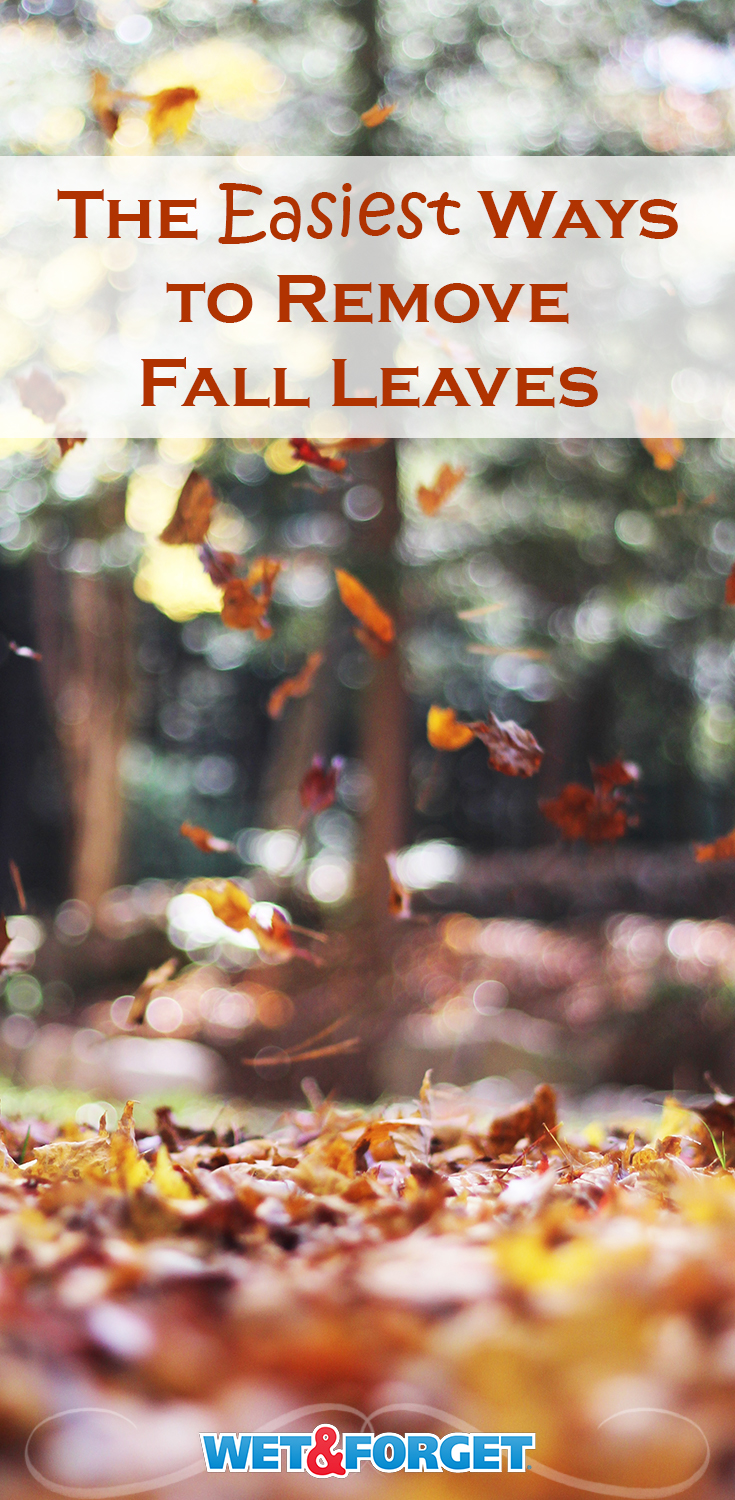 Tired of spending endless hours out in the yard raking leaves? If that’s the case, here are 5 of the easiest ways to remove Fall leaves from your yard.