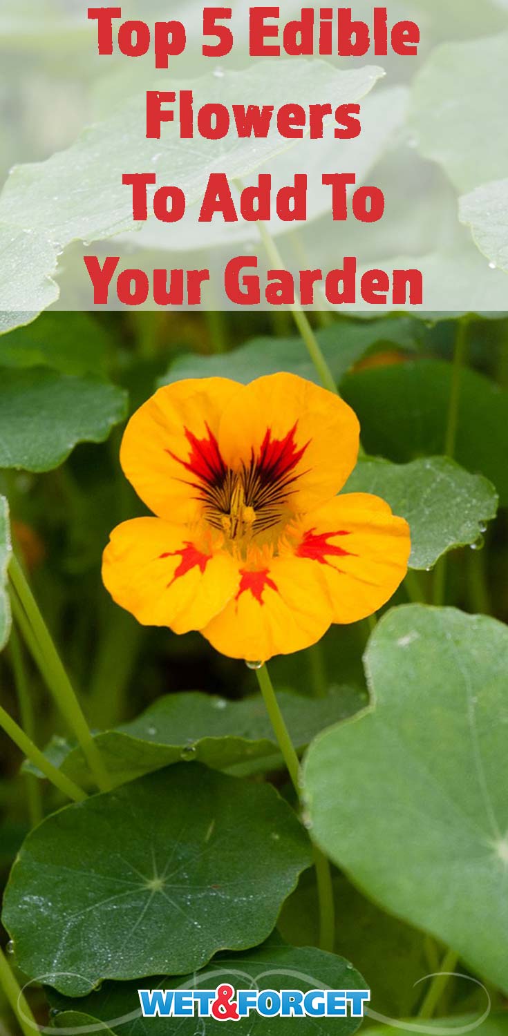 Plant one of these edible flowers to your backyard for beautiful blooms and a delicious addition to your dinner or desserts!