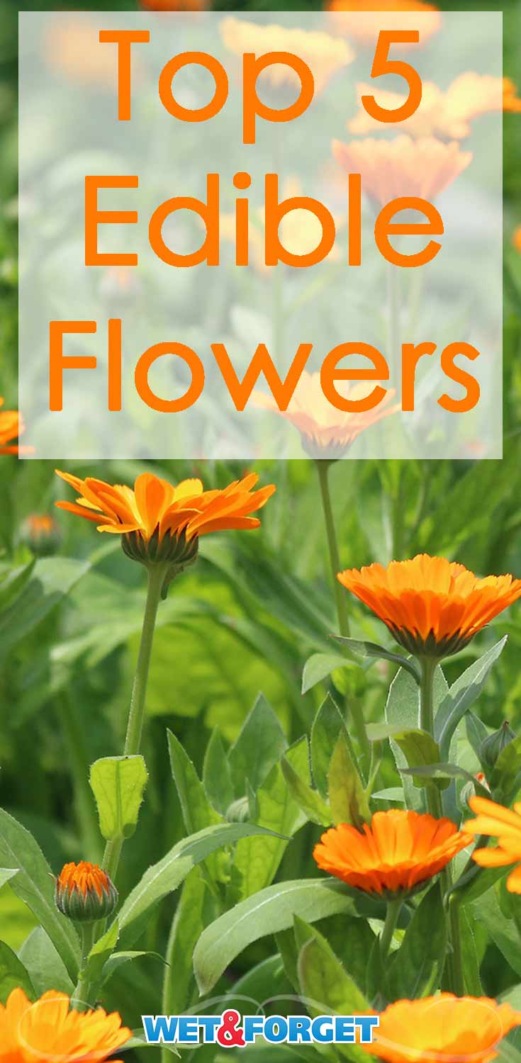 Brighten up your kitchen and garden with these 5 edible flowers!