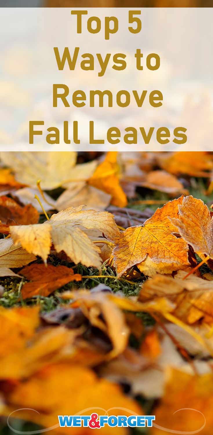 Removing leaves from your backyard or garden can be such a pain. Use one of these 5 easy methods to simplify your fall clean up! 