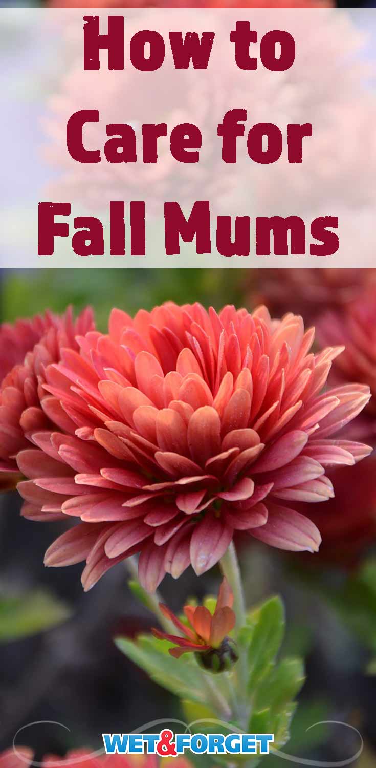 Thinking of growing mums this fall? Follow our easy care tips to keep your mums in tip top shape. 
