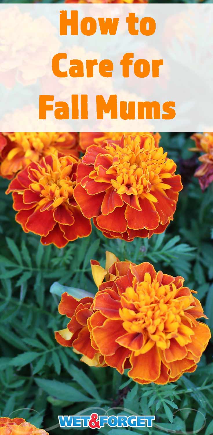 Find out how to plant and take care of different types of mums with this guide!