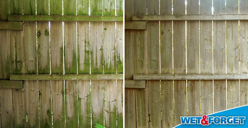 Ugly Stains From Algae On Fence