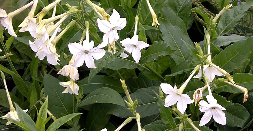 flowering-tobacco
