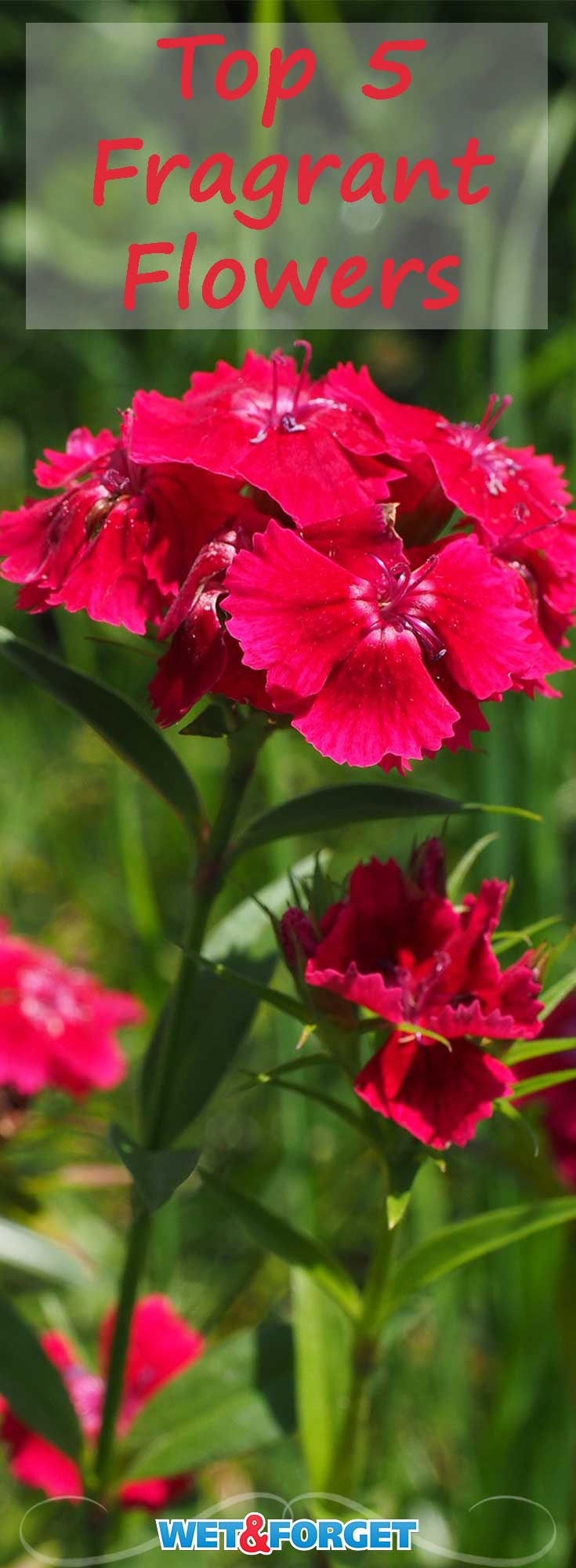 Brighten your garden with these fragrant flowers! These flowers will not only pamper your senses, but also add a wide variety of colors to your flower patch.