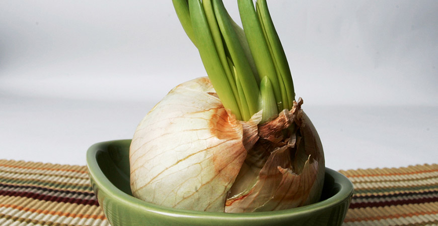 Fall Gardening Garlic