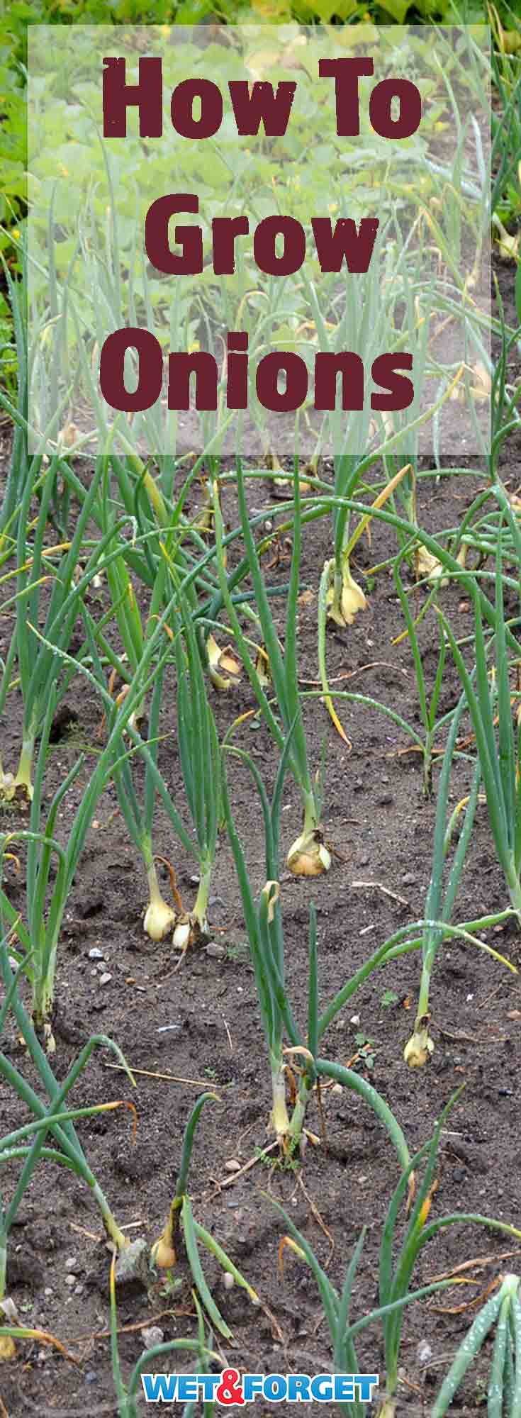 Discover the best way to grow onions and how to keep them thriving in your garden with our quick guide!