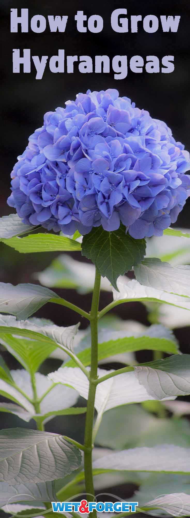 The vivid colors and velvety leaves make hydrangeas one of the most popular flowers. Learn how to grow hydrangeas and take care of them with our top tips and tricks!