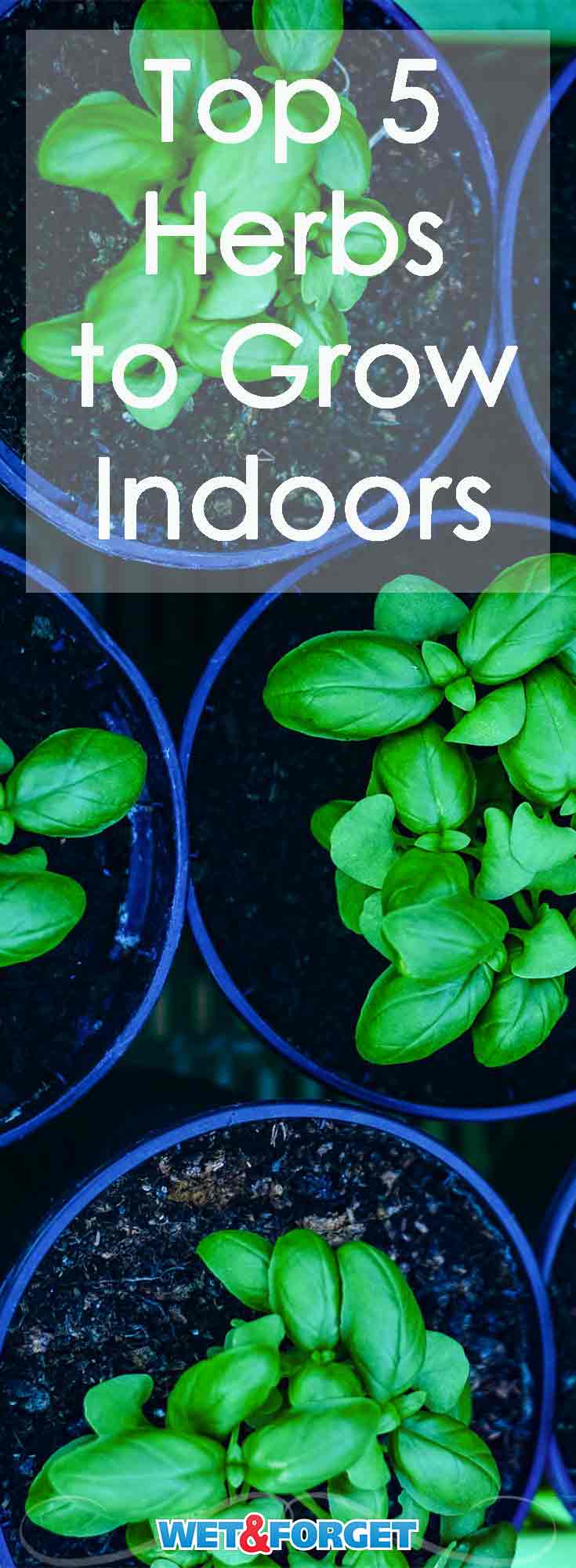 Although the snow may be falling, many herbs thrive indoors! Read about the top herbs to grow in your indoor garden. 