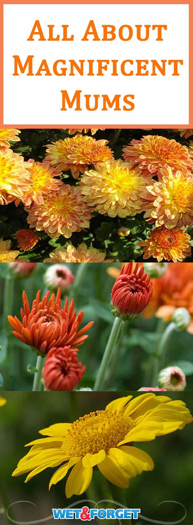 Falls favorite flower, mums, spring to life as many other flowers begin to wilt. They come in a few different shapes and a wide variety of colors. Read on for more tips to make the most out of mums this season.