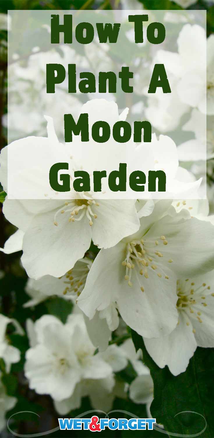 Discover which plants are best for a moon garden and how to pick out the best design for your backyard with our guide!