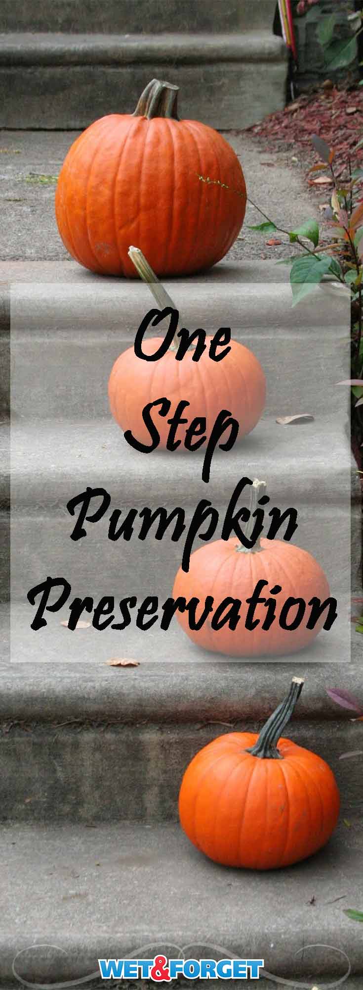 Learn how to preserve your pumpkins for up to 1 month with this simple one step process! 