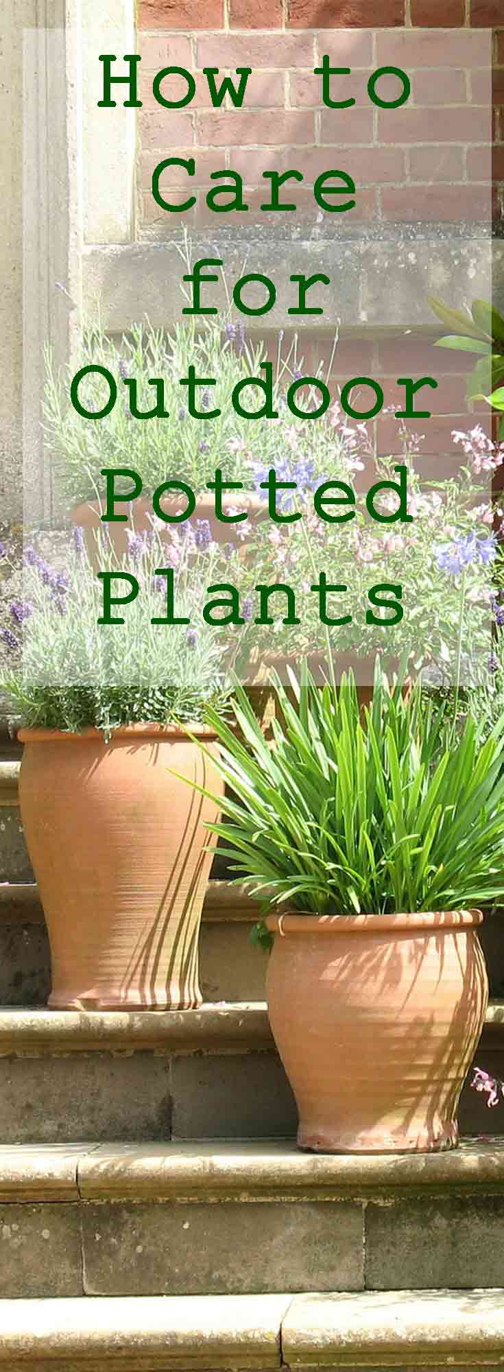 Keep your outdoor potted plants in top shape as the seasons change with this easy guide!