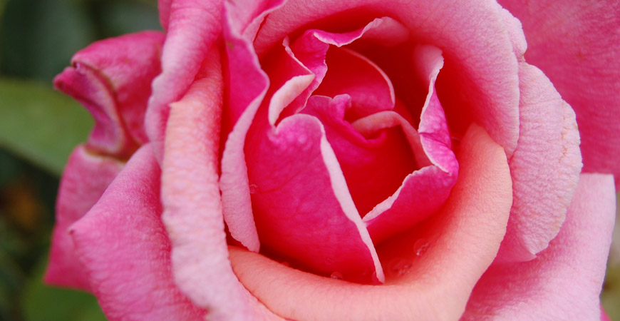 spring rose care tips