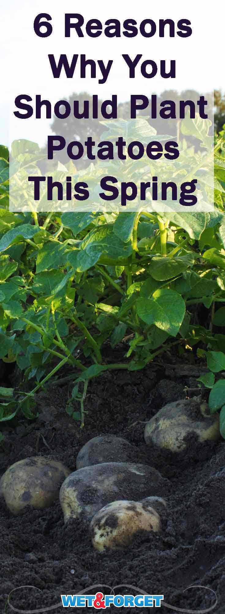 Not only are potato plants are very easy to maintain they are also available in a wide variety of colors. Find out more reasons why potatoes are one of the best plants to grow this spring! 