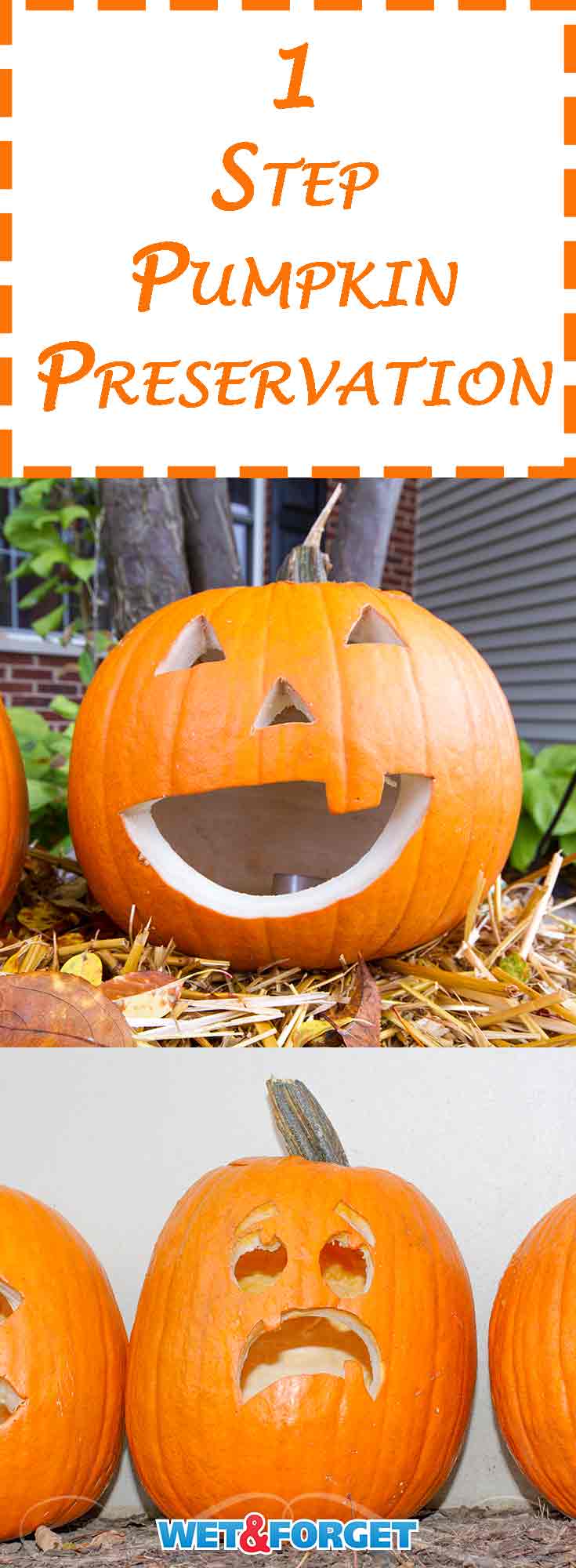 Halloween is just around the corner and it's the perfect time to start carving pumpkins. Don't let your jack-o'-lanterns fade quickly this year! Beat mold and mildew on your pumpkins with this easy 1 step method for pumpkin preservation!