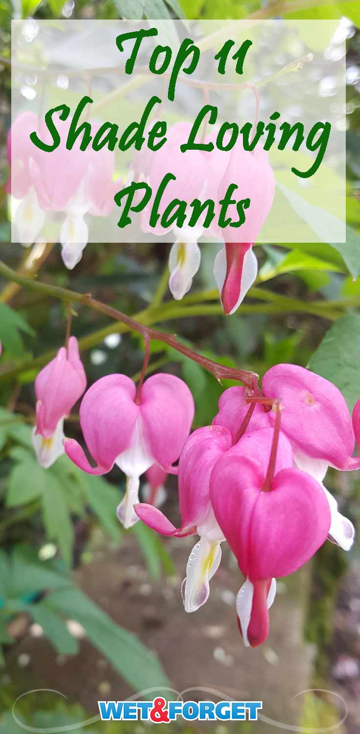 Be sure to include these shade loving plants in your garden this spring!