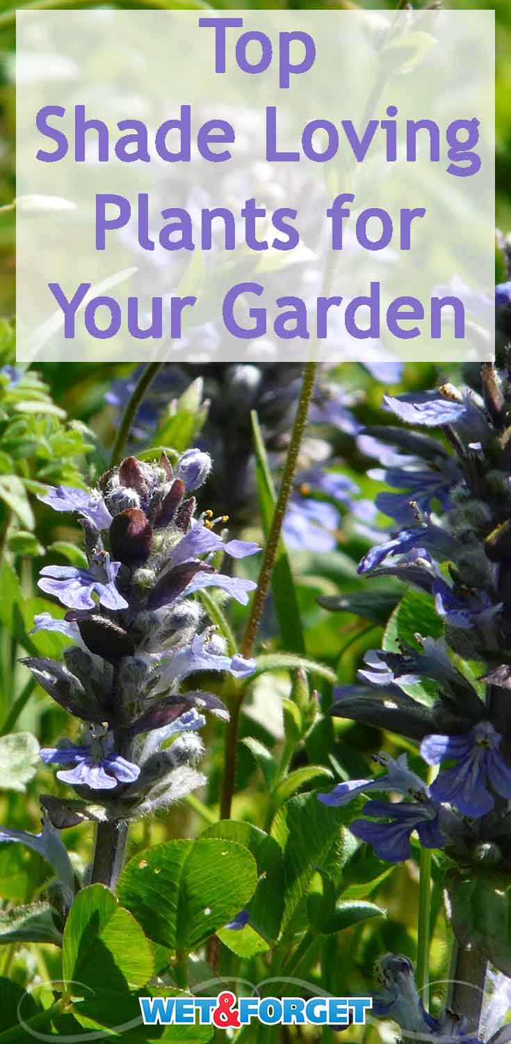 Savor the shade this summer by planting these shade loving plants! 