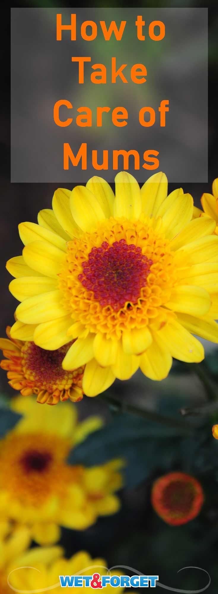 Mums come in many shapes, colors, and sizes! Learn how to plant mums, care for potted mums, and more with this easy guide!