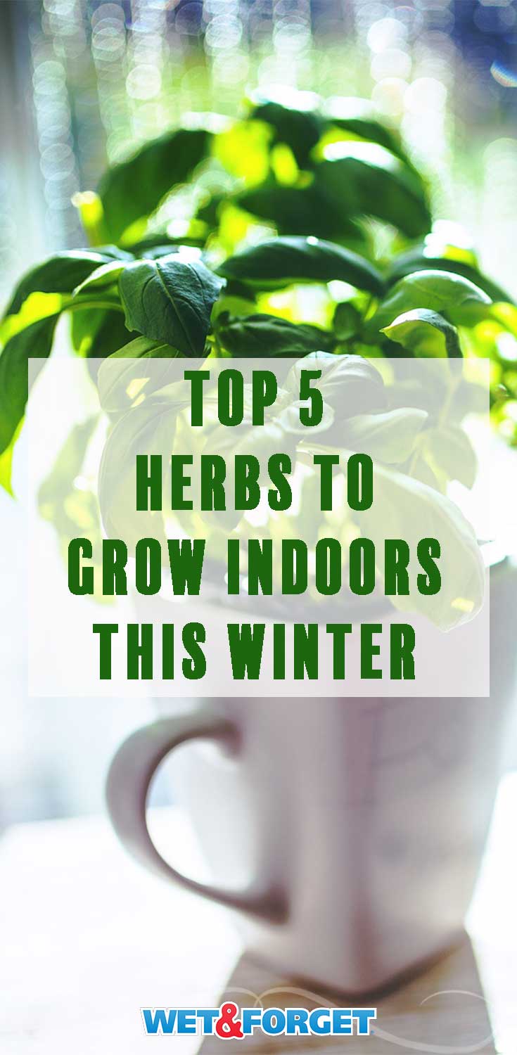Start an indoor garden this winter with these 5 herbs!