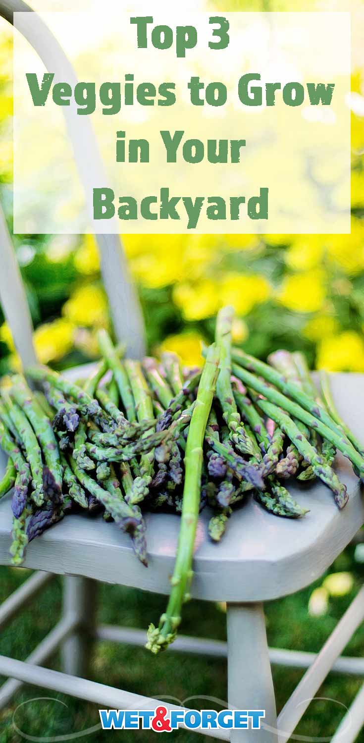 Discover why these top 3 vegetables are ideal to grow in your backyard!