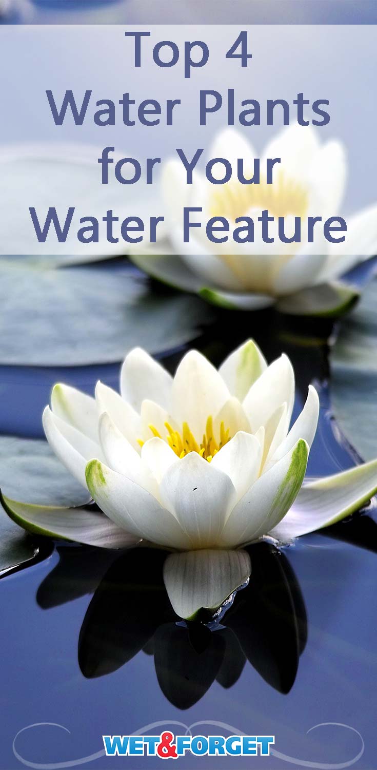 Discover the best types of plants for your water feature with our quick guide!
