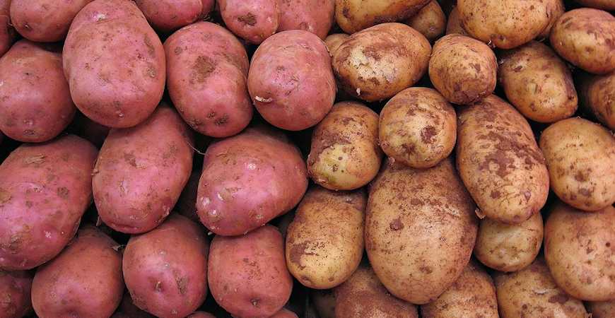 growing potatoes