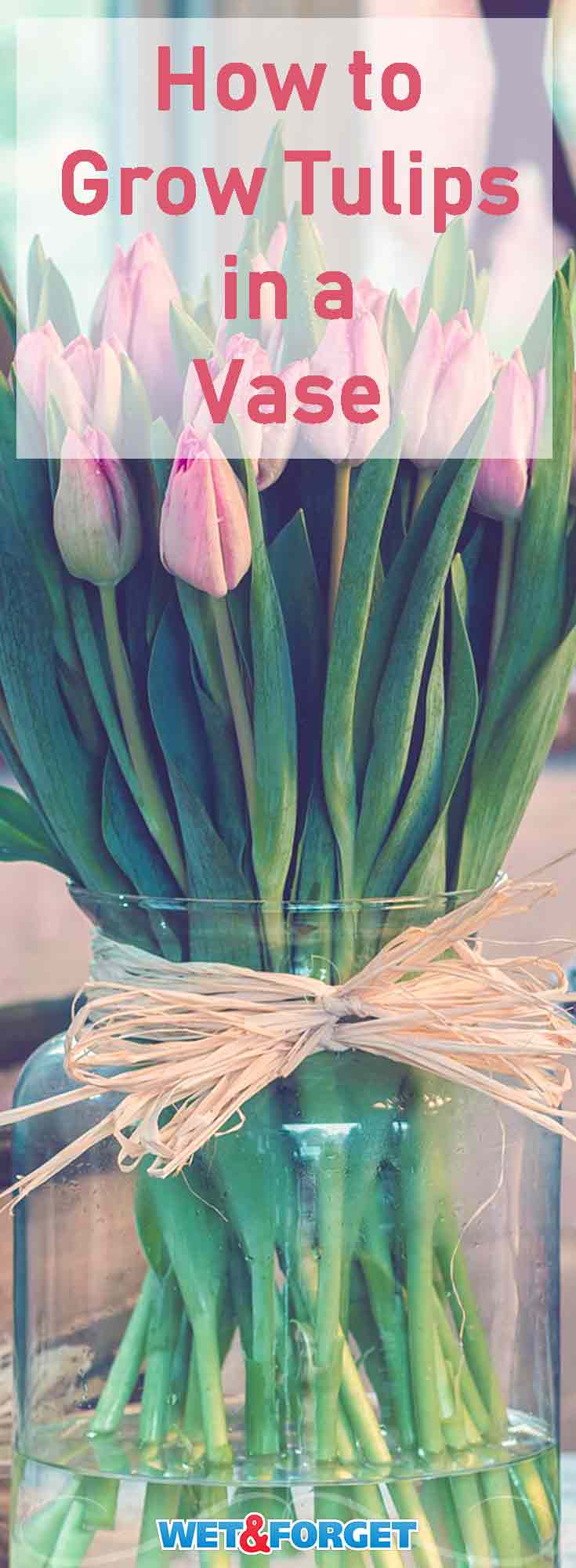 Discover the secret to growing tulips in a vase with our easy guide!
