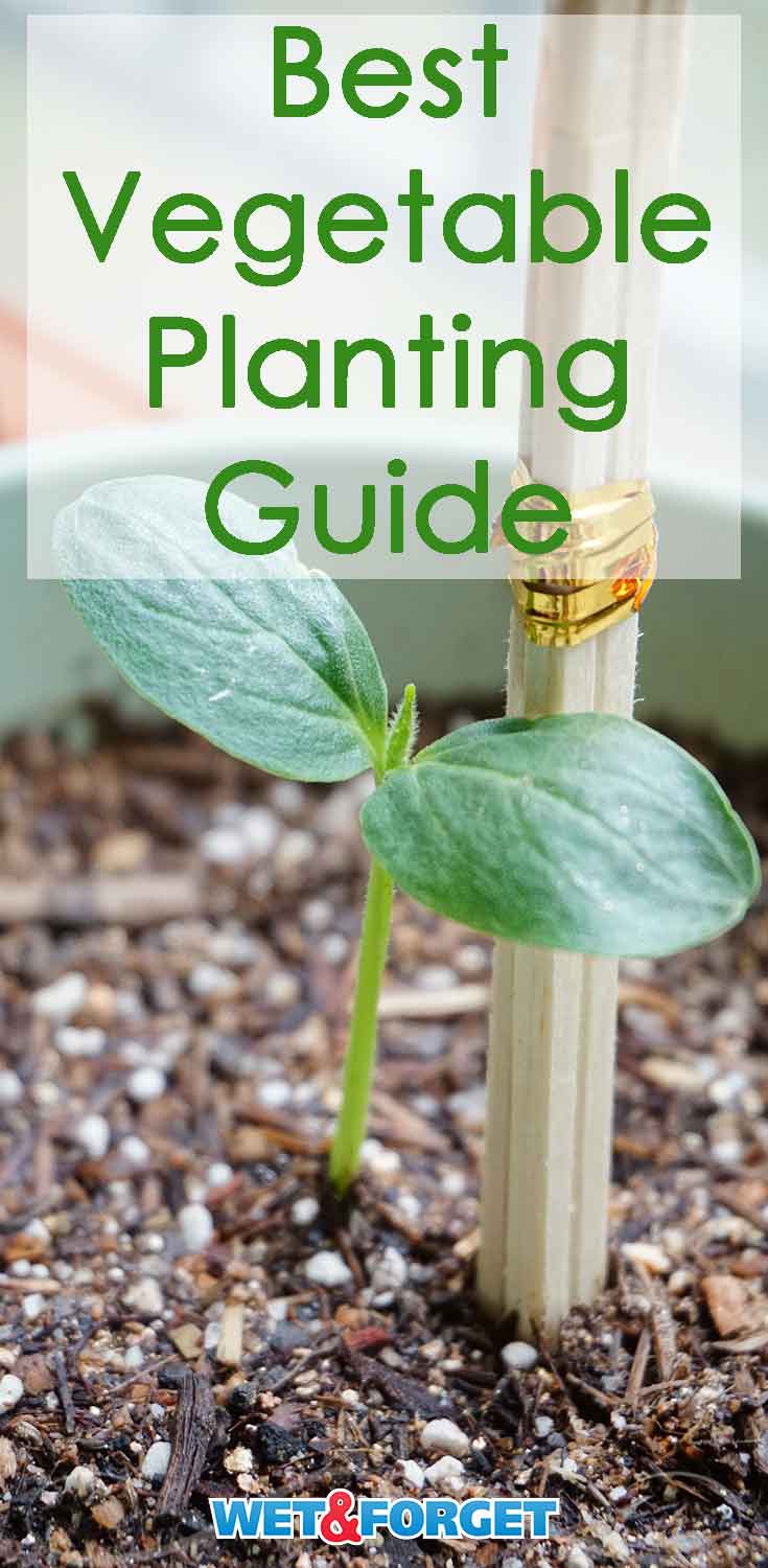 Not sure when to start planting your vegetables this year? Read up on our planting guide for quick vegetable planting tips and tricks!