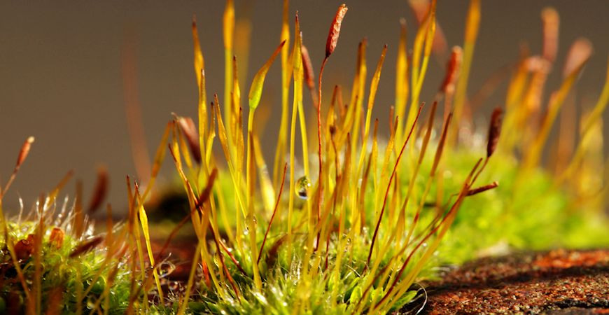decorative moss