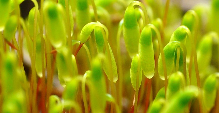 how to grow moss
