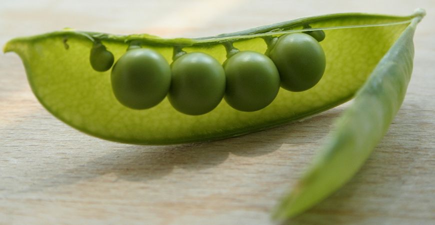 growing peas