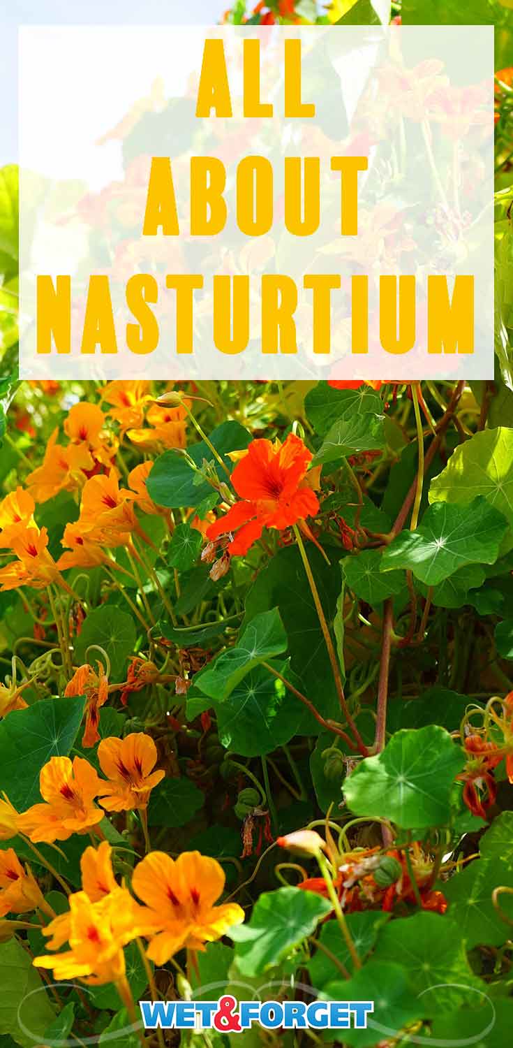 Find out how to grow nasturtium and which climate they thrive in with our guide!