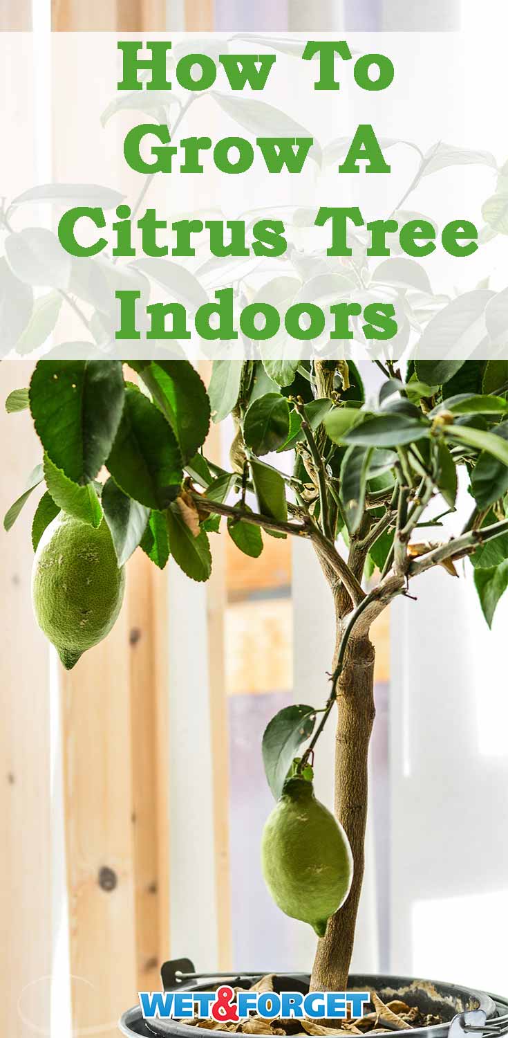 Discover how to grow and care for a citrus tree indoors with our helpful guide!