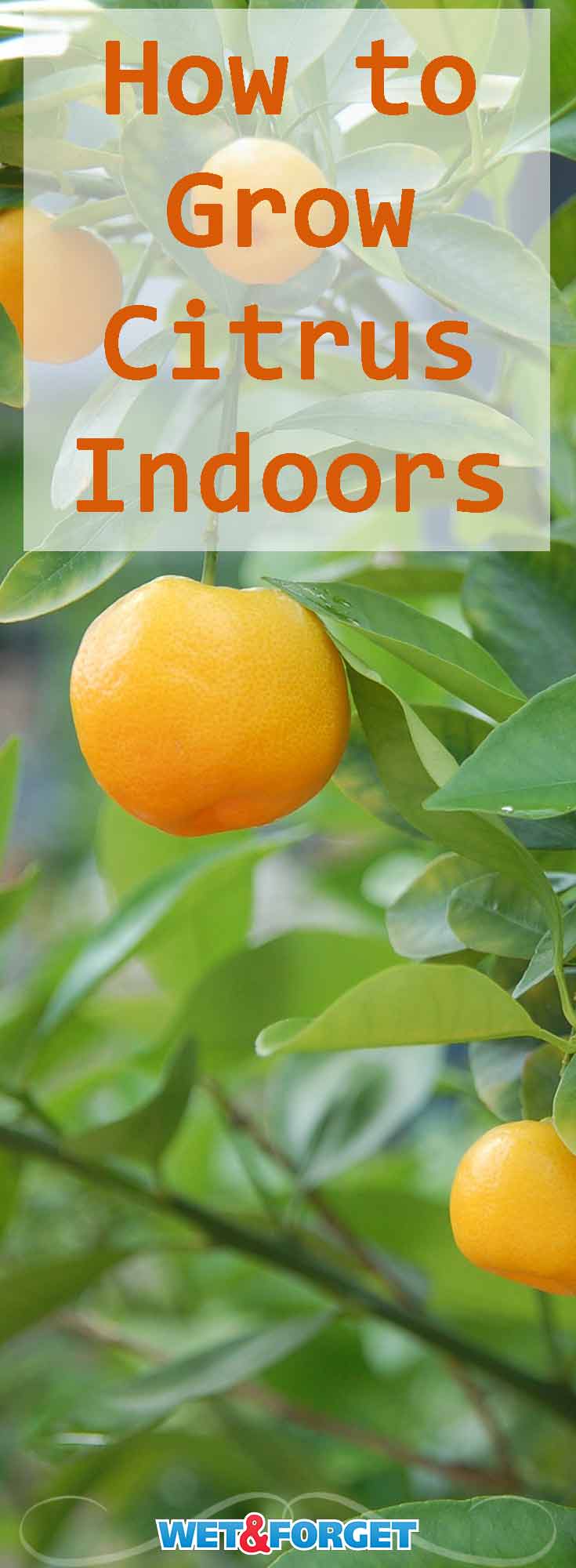 Learn all the tips and tricks for growing citrus plants indoors! They're both delicious and add decor to your home!