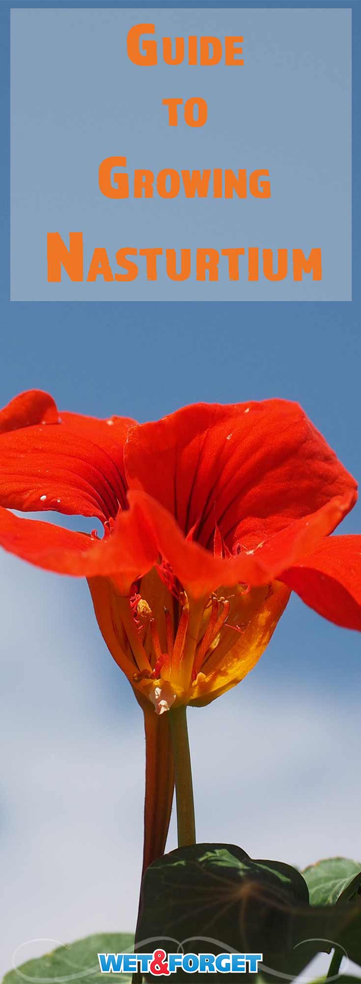If you aren’t familiar with nasturtium, then you’ll be thrilled to get to know this hardy, versatile beauty. Nasturtium rewards even novice gardeners and poor soil with vibrantly-colored, fragrant blooms. And nasturtium has a few “hidden talents,” as well! Read more to learn about one of our favorite flowers.