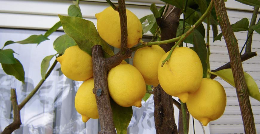 how to grow lemons