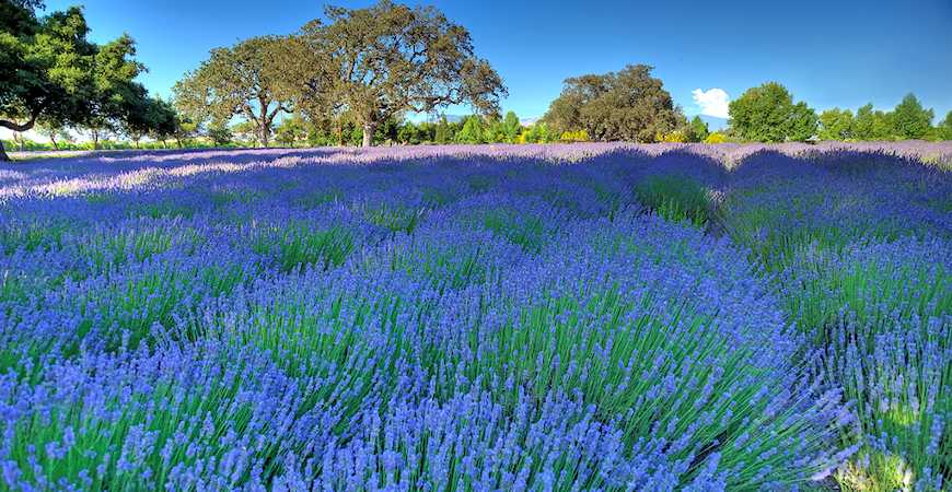 how to grow lavender