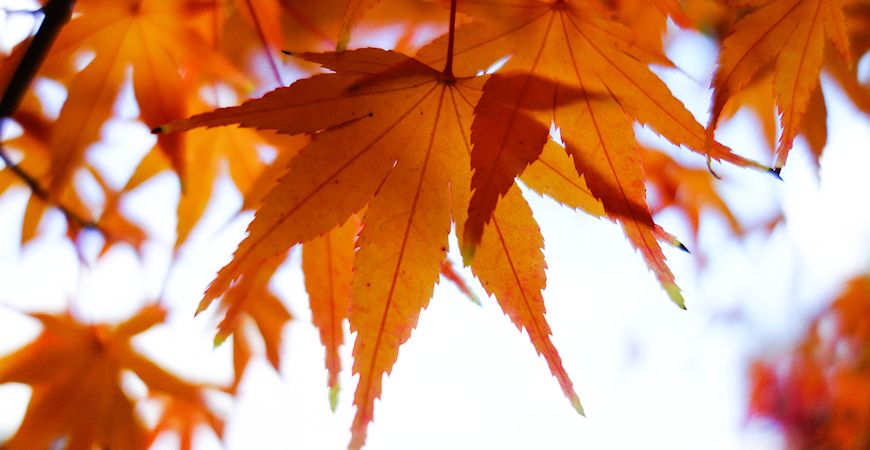 leaves orange_c_r