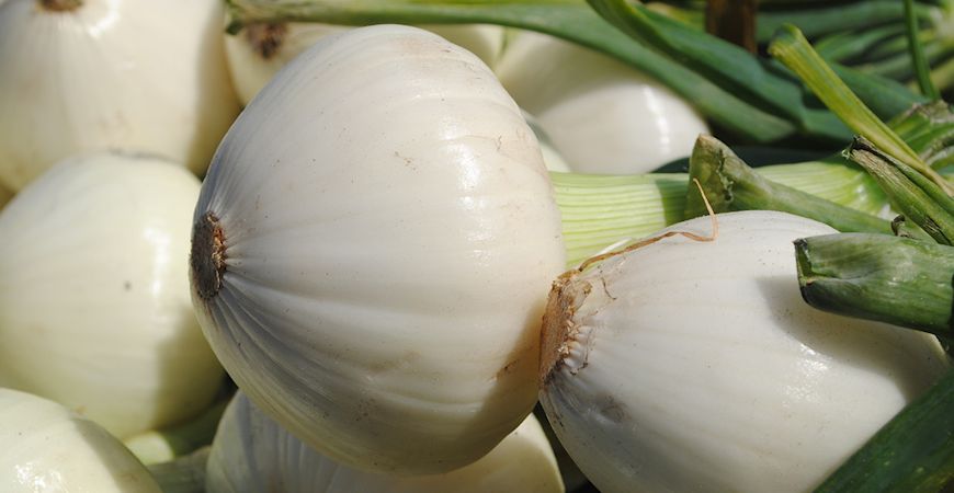best onion dip recipe