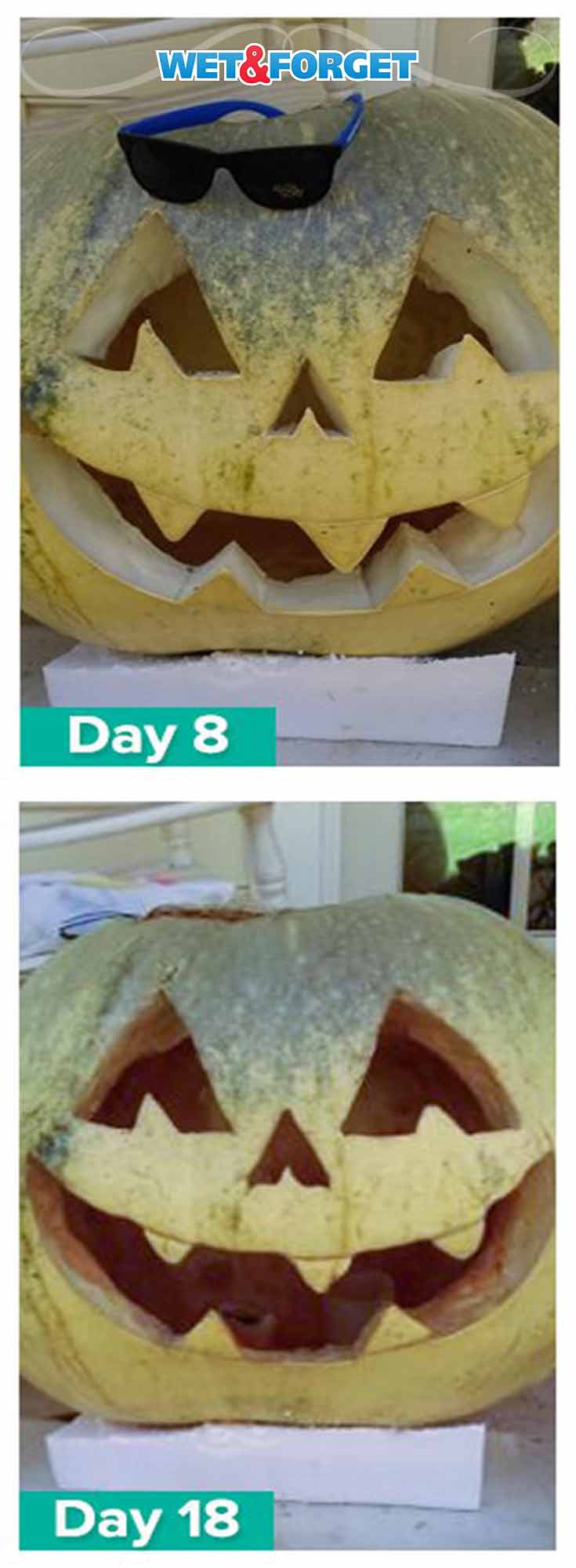 Keep your pumpkin for up to a month with the best pumpkin preservation method! (tested)