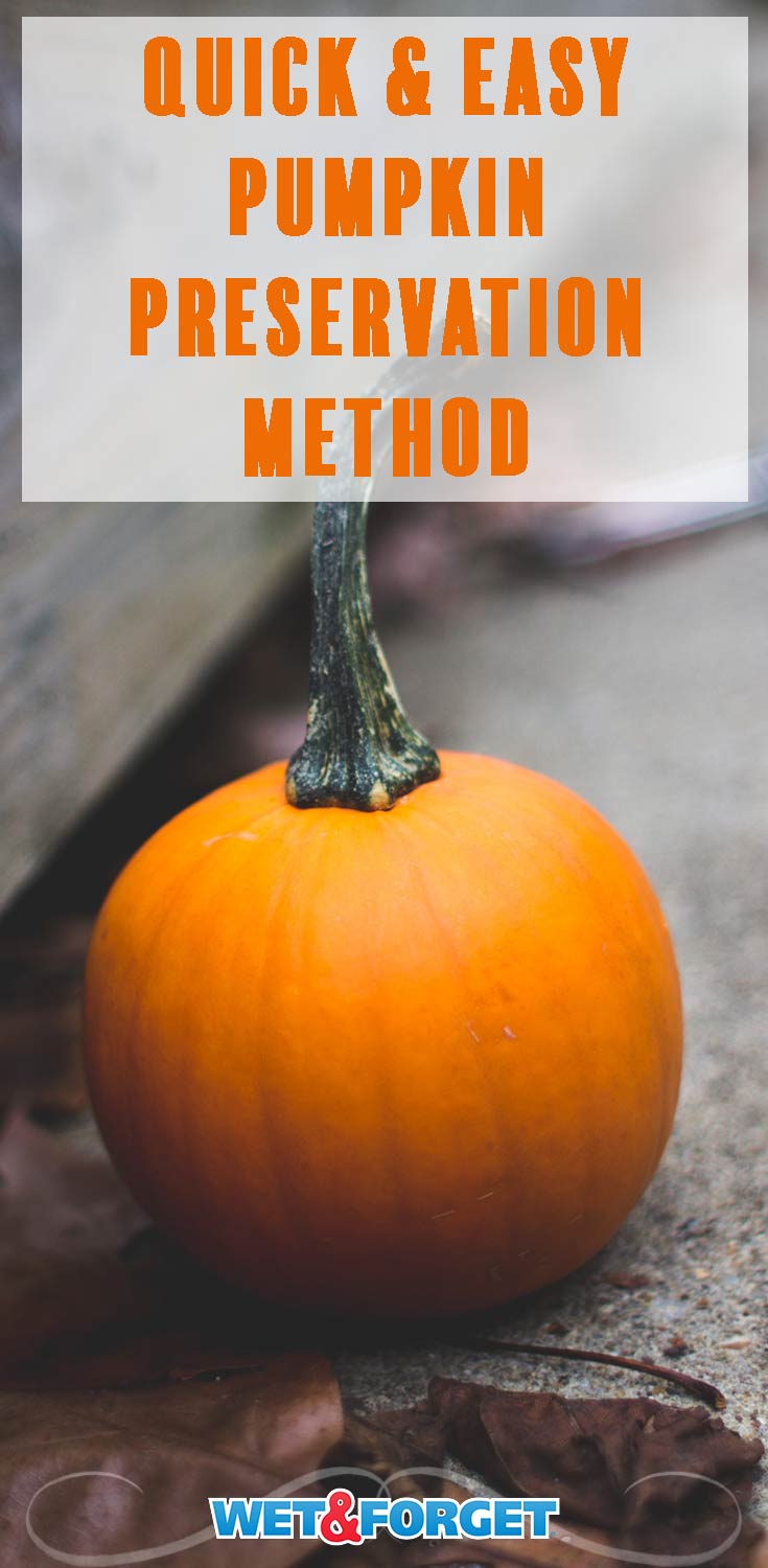 Don't let your pumpkin rot away! Keep your carved pumpkin mold and mildew free with this preservation method. 