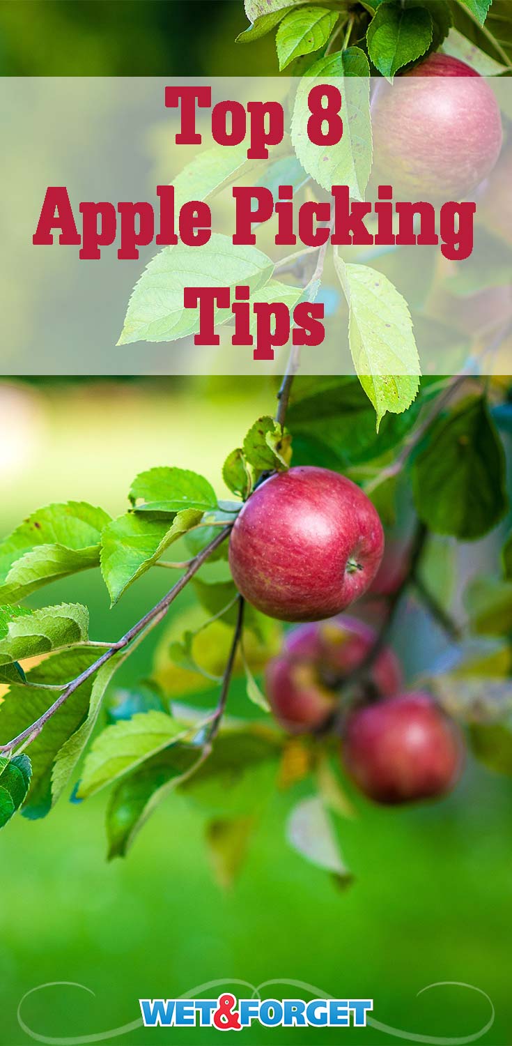 Headed to the orchard soon? Be sure to follow these 8 clever apple picking tips! 