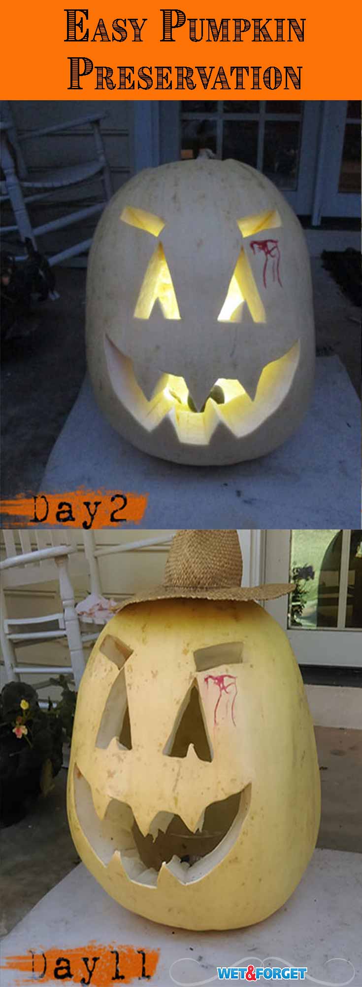 Use this 1 step process to keep your carved pumpkins for up to a month! 